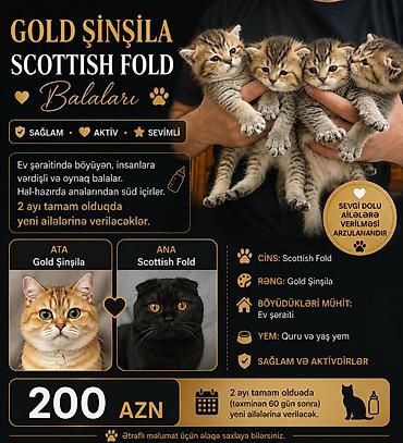 Qızıl şinşilla, Erkək, Yaxşı əllərə, Pulsuz çatdırılma lalafo.az -da Qızıl şinşilla, Erkək, Yaxşı əllərə, Pulsuz çatdırılma