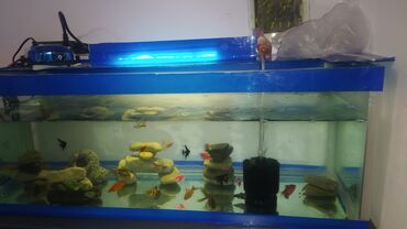 Akvariumlar: Dördbucaq akvarium, Balıqlarla birlikdə, 80 l