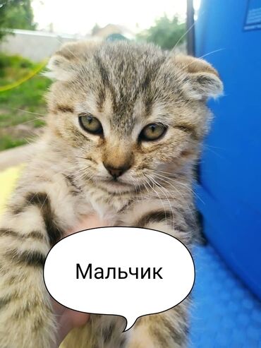Продажа кошек: Котята чистокровные шотландской породы. Очень игривые и ласковые