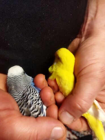 Tutuquşları: Məhəbbət quşları satilir cüt əl quslari bala verməyə meili təcili — 3