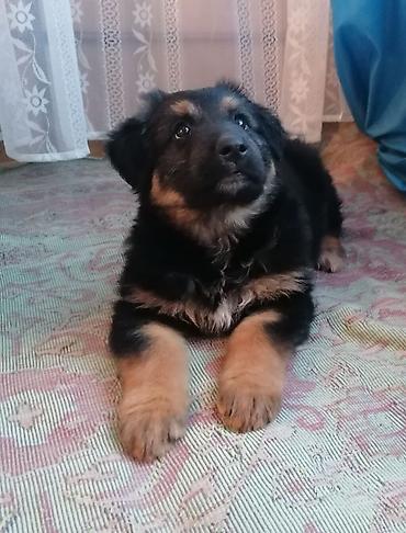 щенки овчарки в дар: Собака даром: Овчарка, 2 месяца, Самец, С прививкой — 3