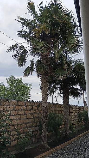 dekorativ ağacların satışı: Təklif: həyət və bağ sahələri üçün dekorativ palma ağacları Məhsulun — 1