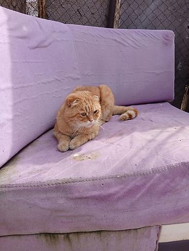 pişik pers: Siam, Erkək, Yaxşı əllərə, Ödənişli çatdırılma — 4