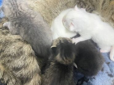шатланский кот: Отдам трёх котят в добрые, ласковые руки! Котята родились 17го апреля