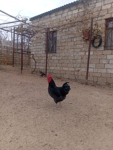 Xoruzlar: Məhsul: Ev şəraitində saxlanılan uzun quyruğ Alman sortu olan astralop — 1