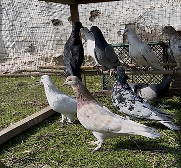 Göyərçinlər: Tek tek de satılır optavoyda — 4