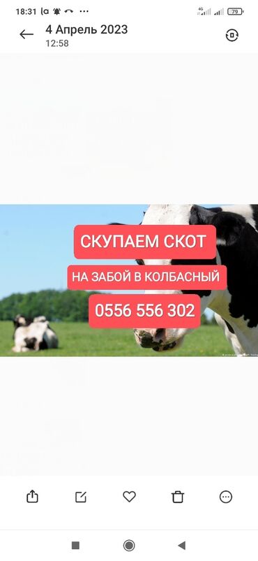 скот корова: Куплю | Коровы, быки, Лошади, кони | Круглосуточно, Любое состояние, Забитый