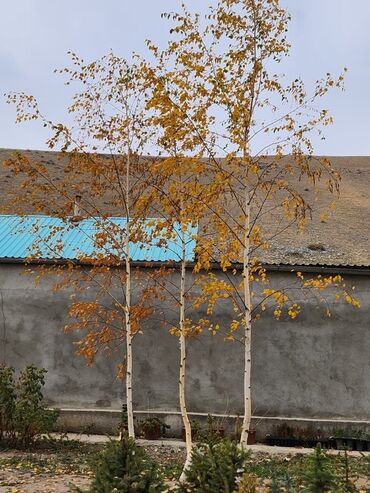 Декоративные деревья: Продаются хвойные и лиственные деревья🌲🌳 - Голубая ель от 0,8-5м - at lalafo.kg — 27 Декоративные деревья: Продаются хвойные и лиственные деревья🌲🌳 - Голубая ель от 0,8-5м - — 27