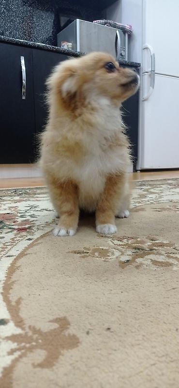 İtlər: Şpitz, 4 ay, Erkek — 8