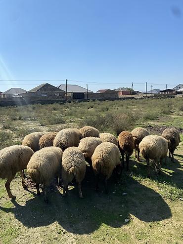 qara afcarka satilir: Tecil saatlir. 10 qoyundu 3 doğandi yaxşi kök qoyunlardi tecili — 1