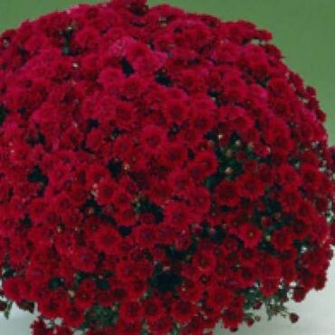 механизм ворот: Шарообразные хризантемы (Chrysanthem - Богатое шаровидное цветение