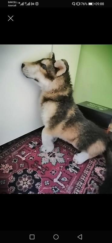 toxunma oyuncaq: Realist görünüşlü Huskini xatırladan böyük ölçülü yumşaq oyuncağ — 1