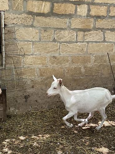 bala it: Dişi, Zanen, il: 1, Damazlıq, Ünvandan götürmə — 4