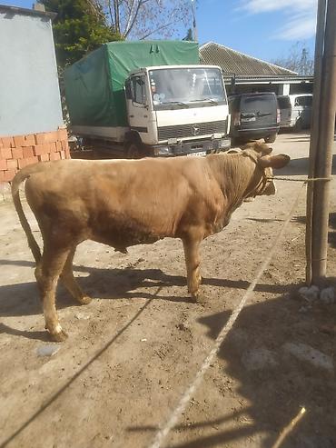 Inəklər, öküzlər: Inəklər, öküzlər — 9