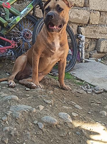 it sort: Pitbul, 2 il, Erkək — 6