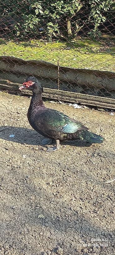 Ördəklər: Erkək, | Lal ördək, Ətlik — 3