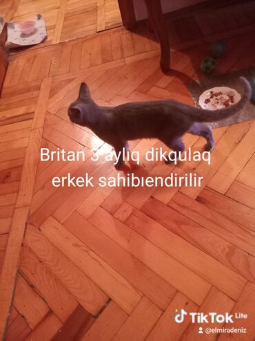 Pişiklər: Şotland, Erkək, Yaxşı əllərə — 9