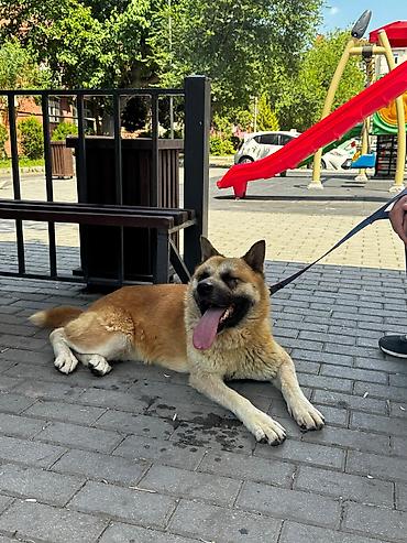 ucuz ev itleri: Akita-inu, 1 il, Dişi — 1