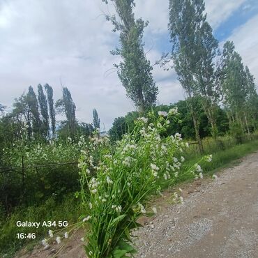 дордой аренда места: 1 м², 3 комнаты, Забор, огорожен