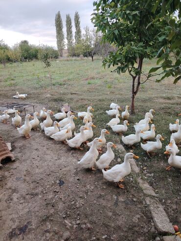Коровы, быки: Pekin ördəyi di kesilesidi demek olarki