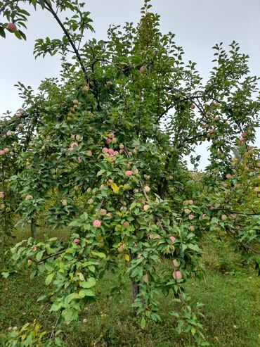 Həyət evləri və villaların satışı: 3 otaqlı, 130 kv. m, Kredit yoxdur, Təmirsiz — 20
