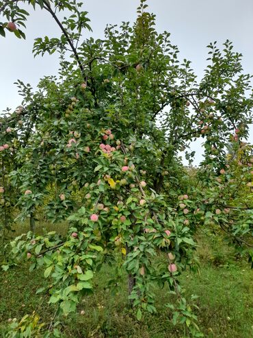 Torpaq sahələrinin satışı: 12 sot, Tikinti, Mülkiyyətçi, Bələdiyyə -da lalafo.az — 3 Torpaq sahələrinin satışı: 12 sot, Tikinti, Mülkiyyətçi, Bələdiyyə — 3