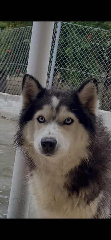 husky satisi: 2 il, Dişi, Ünvandan götürmə, Ödənişli çatdırılma