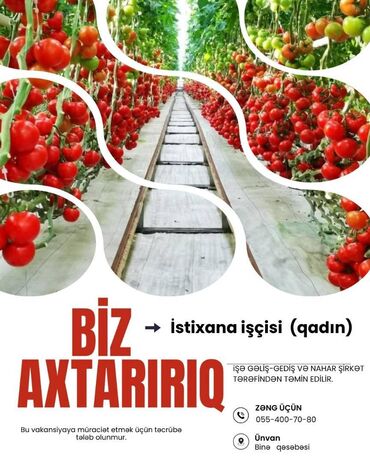 cay fabrikine isci teleb olunur 2023: Binə ərazisində yerləşən istixanaya qadın işçilər tələb olunur. 💰