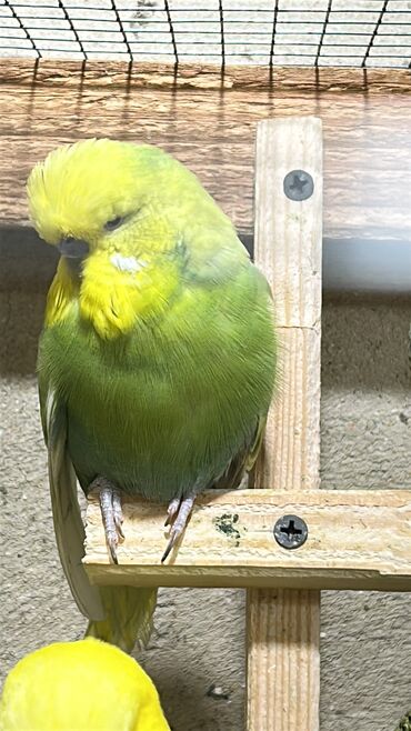 Tutuquşları: Təmiz qan ayağı üzüqlü qəydiyatlı altı balalı çexler cütlükler — 5