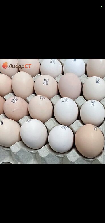 купить яйцо бройлера инкубационное: Принемаем заказы на инкубационое яйцо бройлеров кобб 500, росс 308