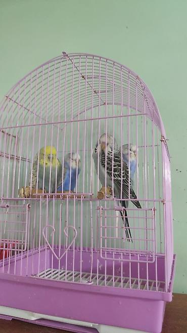Qəfəslər: Çex balalar 3 ədəd ata anasida məndədir qiymət birinə aiddir.3 nü — 1