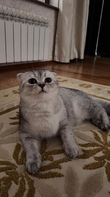 Pişiklər: Şotland yastı qulaq, Dişi, Yaxşı əllərə, Ödənişli çatdırılma — 11