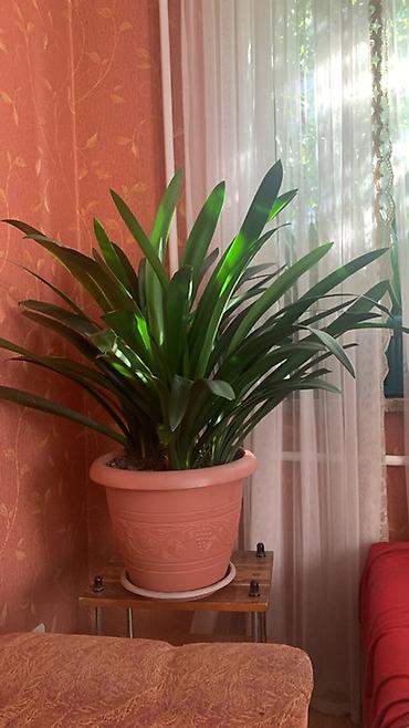 кливия: Кливия (Clivia) в декоративном пластиковом кашпо - Крупное комнатное — 4
