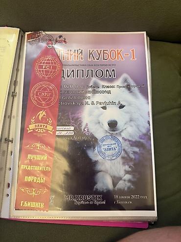 Продажа собак: Бернский зенненхунд, 6 месяцев, Самец, С прививкой — 14