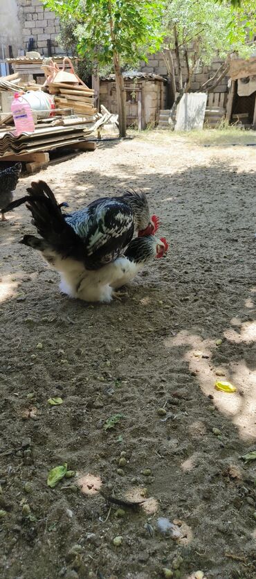 heyrati xoruz satisi: Xoruz, il: 1, Ünvandan götürmə, Ödənişli çatdırılma