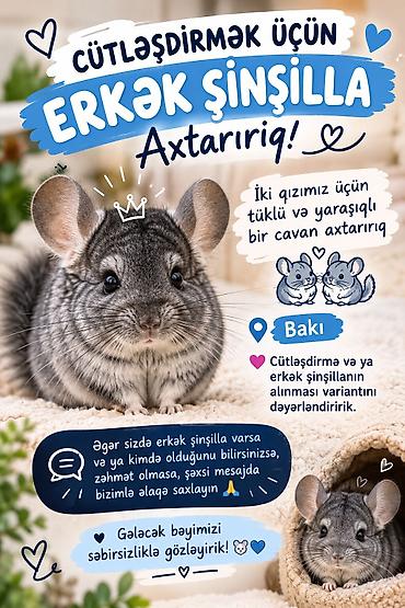 heyvan yuvasi: 🐭💙 CÜTLƏŞDİRMƏK ÜÇÜN ERKƏK ŞİNŞİLLA AXTARIRIQ! 💙🐭 İki qızımız üçün — 1