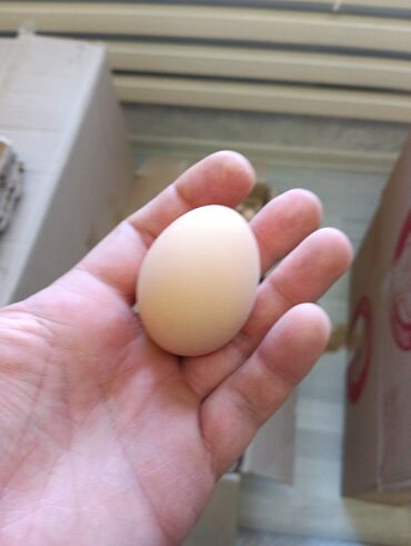 перепела яйца: Яйца С1, 8
С2, 7
Со, 9