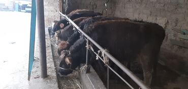 Коровы, быки: Продаю | Бык (самец) | Ангус, Швицкая | На откорм — 10