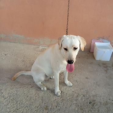 İtlər: Labrador-retriver, 11 ay, Dişi — 9