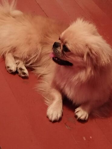 İtlər: Pekines, 11 ay, Erkek, Peyvəndli, Ünvandan götürmə