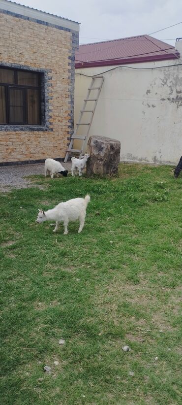 Keçi, çəpiş: Dişi, il: 1
