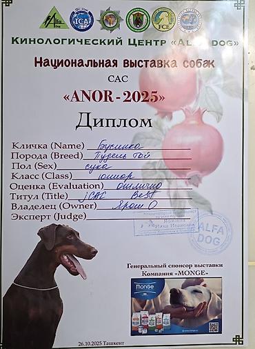 Продажа собак: Пудель, 2 месяца, Самец, С родословной — 12