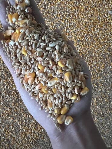 продажа кукуруза: Продаю корм жем Дробленка
