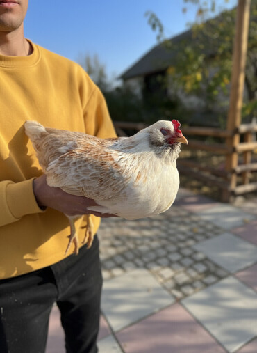 Toyuqlar: Toyuq, Yumurtalıq -da lalafo.az — 1 Toyuqlar: Toyuq, Yumurtalıq — 1