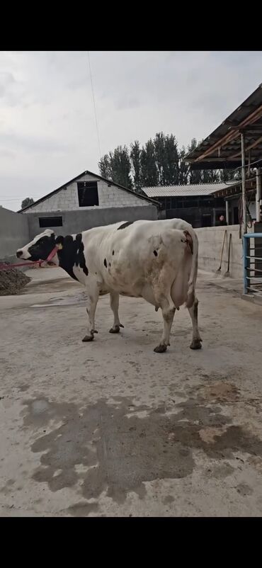 Inəklər, öküzlər: Süd istiqamətli inək – Holştayn tipli, ağ-qara rəngli. Xüsusiyyətlər — 2