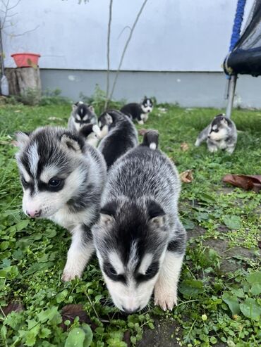Psi: Sibirsky haski štenci - Leglo prelepih štenaca sibirskog haskija na lalafo.rs — 2 Psi: Sibirsky haski štenci - Leglo prelepih štenaca sibirskog haskija — 2