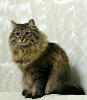 купить котенка сибирской породы: Сибирская, 6 месяцев, Девочка, Приучена к лотку, С документами, С прививками