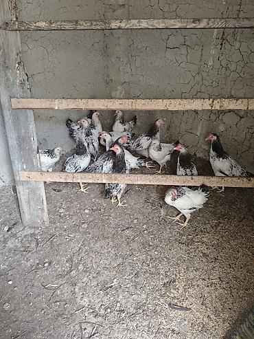 bakida cins ineklerin satisi: Ev toyuqlari.Real alıcıya endirim olacaq — 1