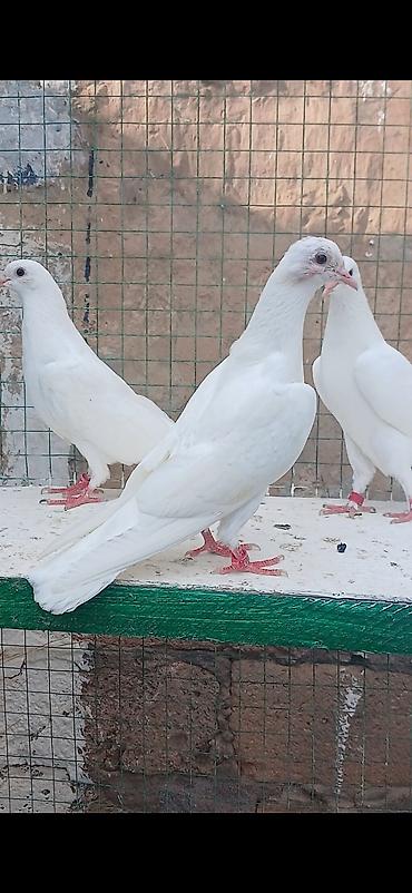 tap az yumurtlayan toyuqlar: Salam qarni tutmuş heyvanlardi ən az 4-5 saat uçuşlari var.Gözlərdə — 1