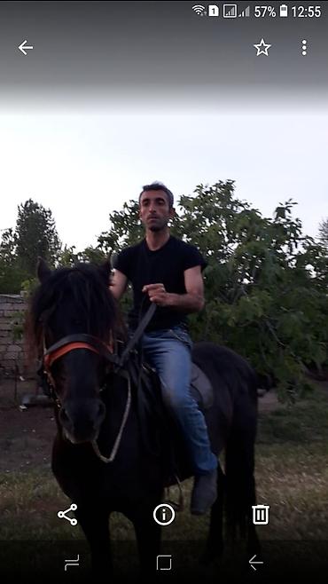 is tap.az: Salam herkese gununuz ugurlu olsun.kim istese at surmey oyredirem — 4